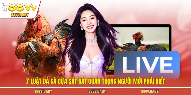 luật đá gà cựa sắt