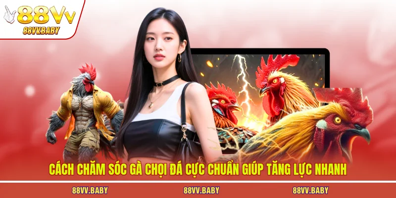 Cách chăm sóc gà chọi đá