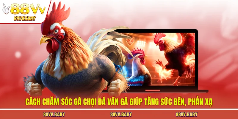 Cách chăm sóc gà chọi đá vần gà giúp tăng sức bền, phản xạ