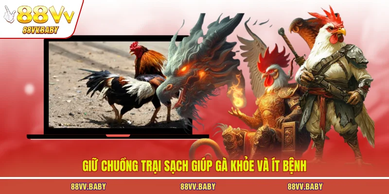 Giữ chuồng trại sạch giúp gà khỏe và ít bệnh