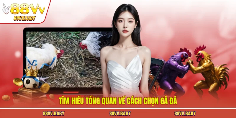 Tìm hiểu tổng quan về cách chọn gà đá
