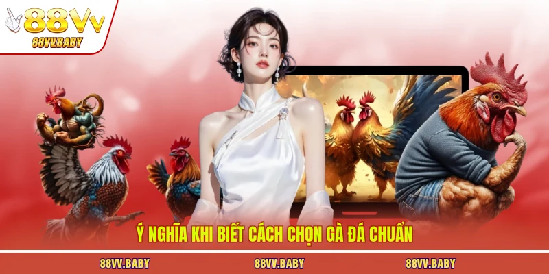 Ý nghĩa khi biết cách chọn gà đá chuẩn